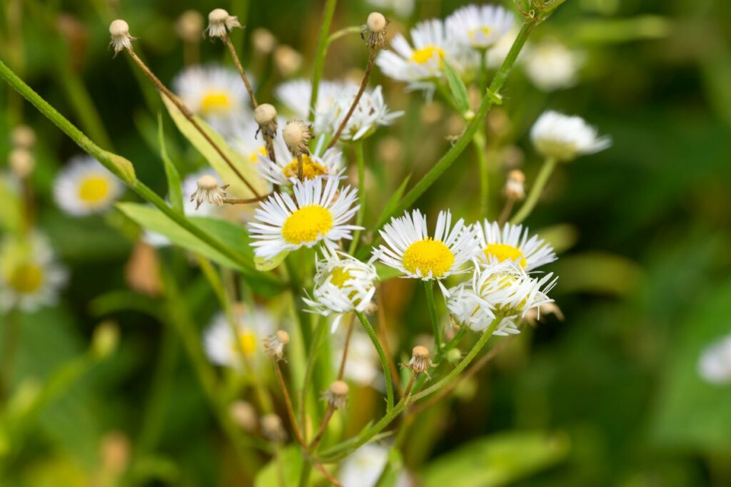 How To Use Fleabane