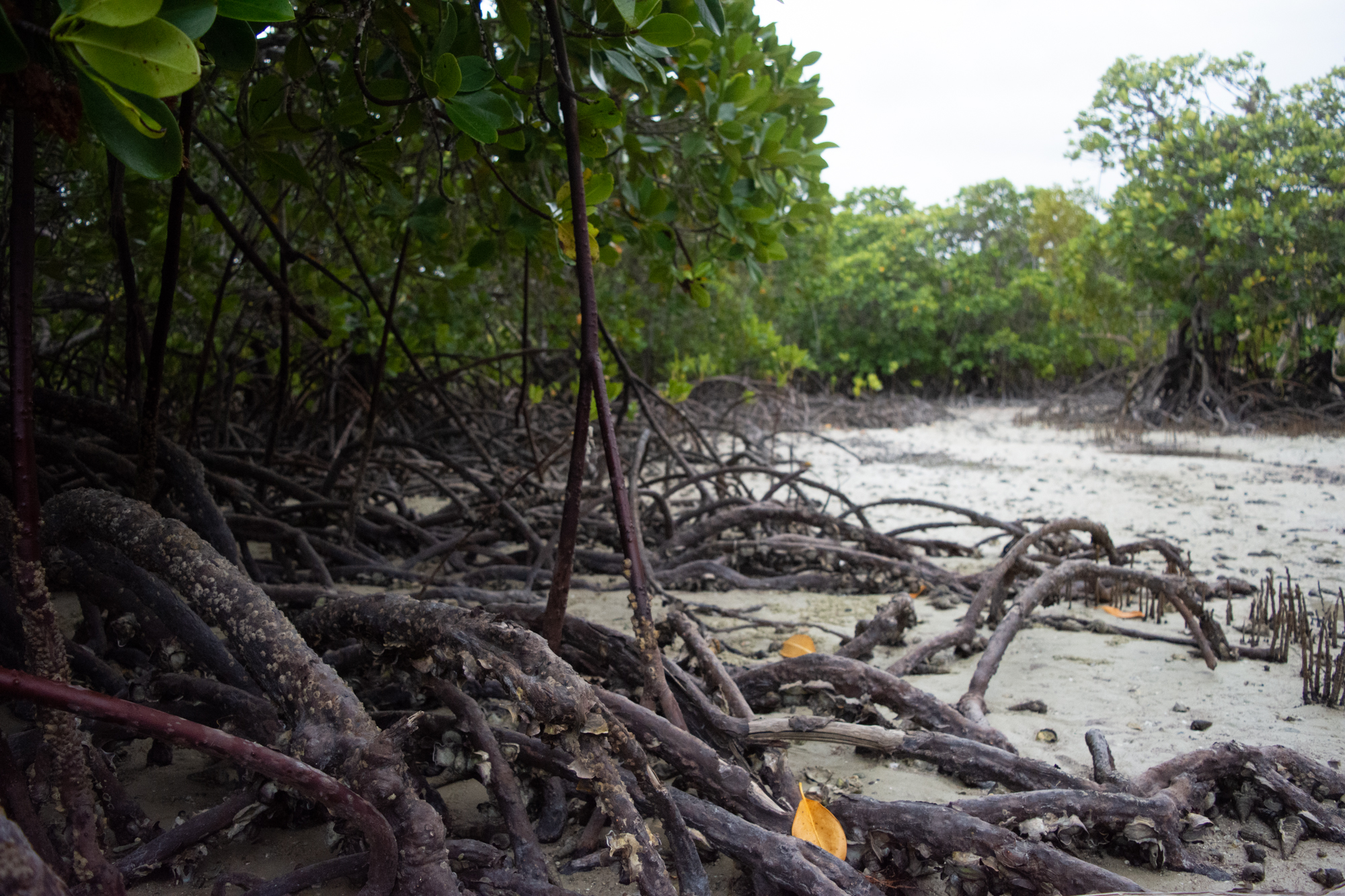 are-mangroves-hard-to-grow