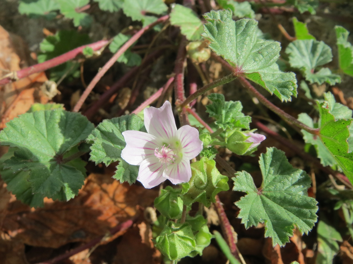 what-is-mallow-good-for