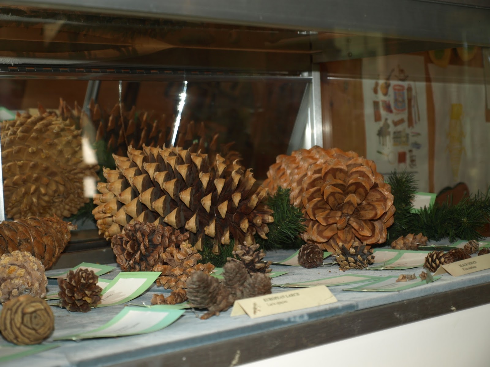 Why are there so many pine cones this year 2021?