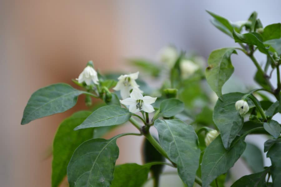 what-triggers-pepper-plants-to-flower