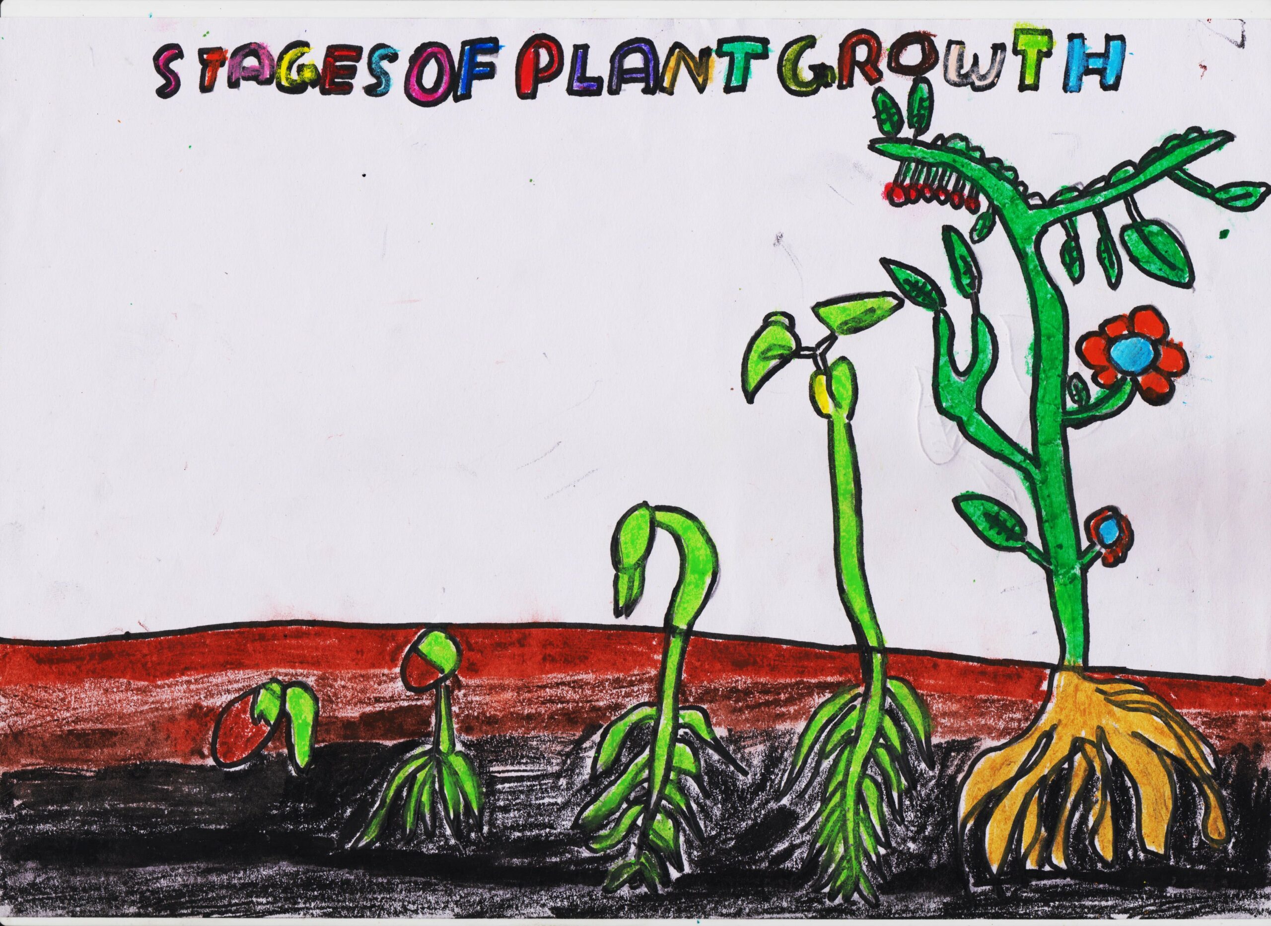 What Are The 5 Stages Of Plant Growth 