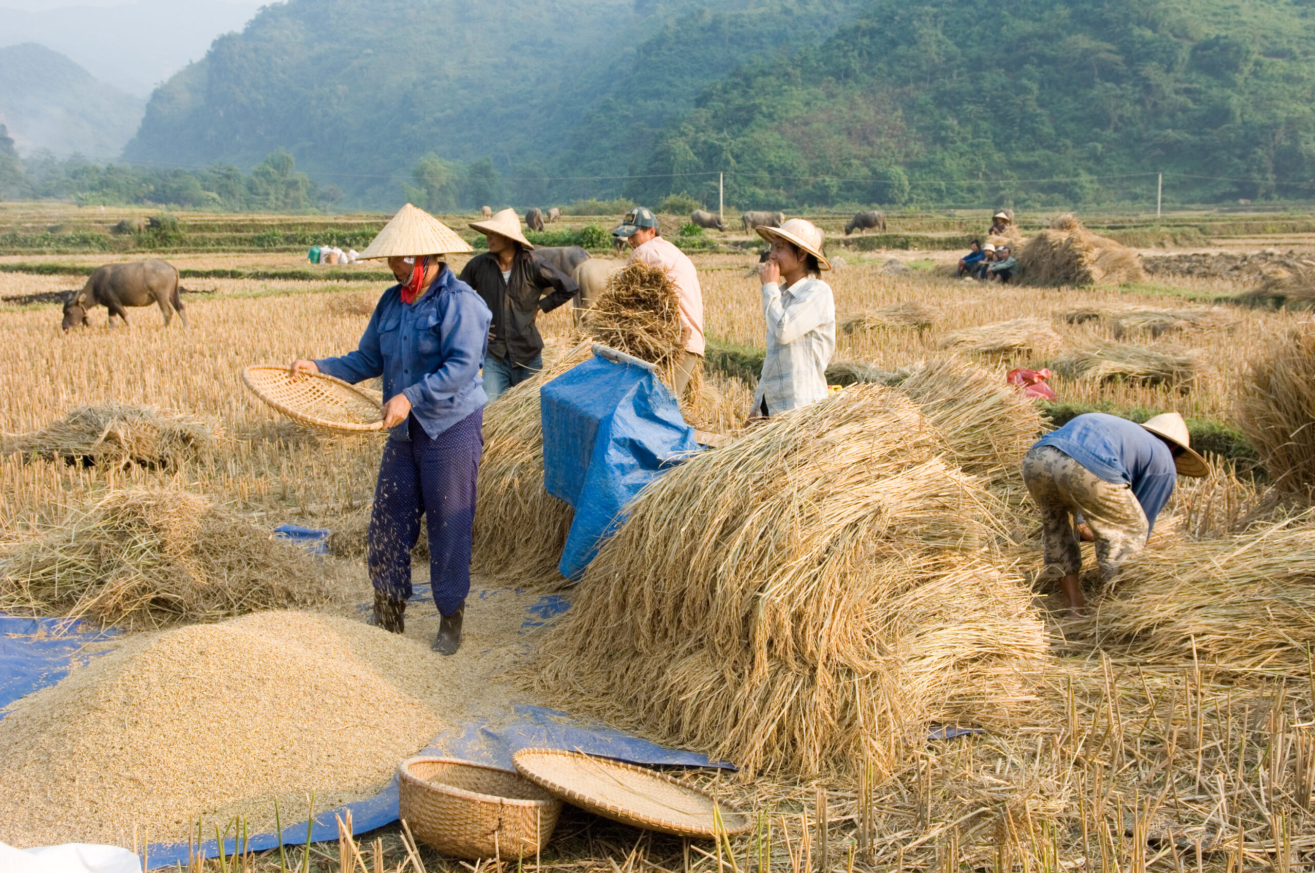 What Is The Process Of Harvesting 