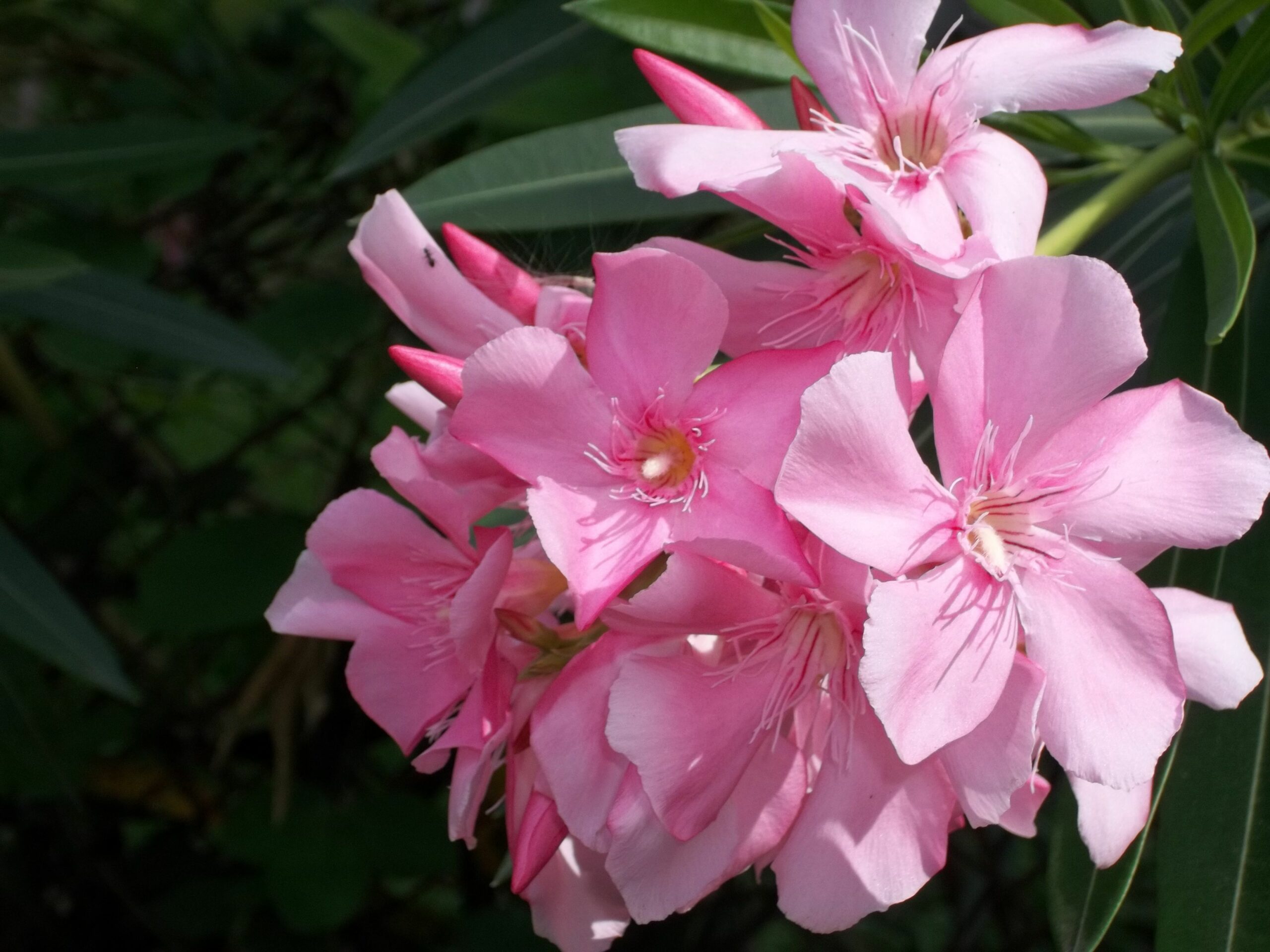 what-is-the-popular-flower-in-jamaica