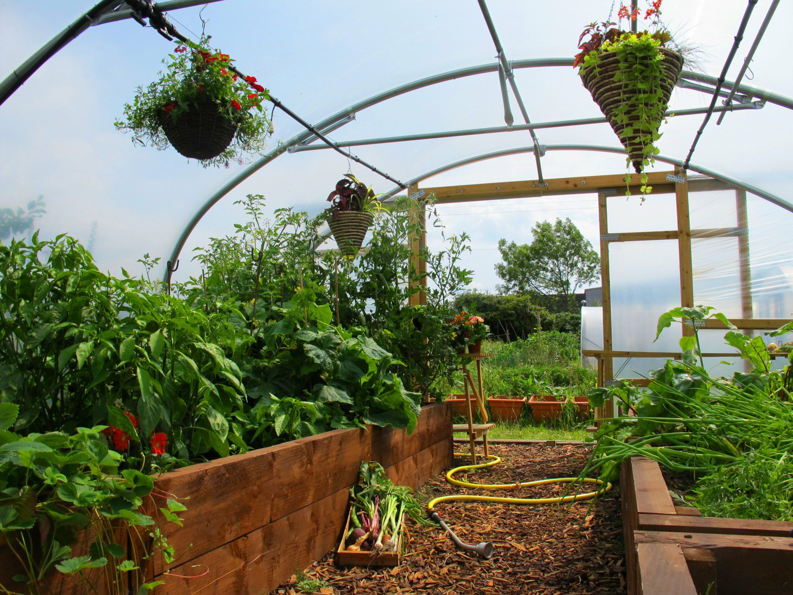 what-can-i-grow-in-polytunnel-in-summer