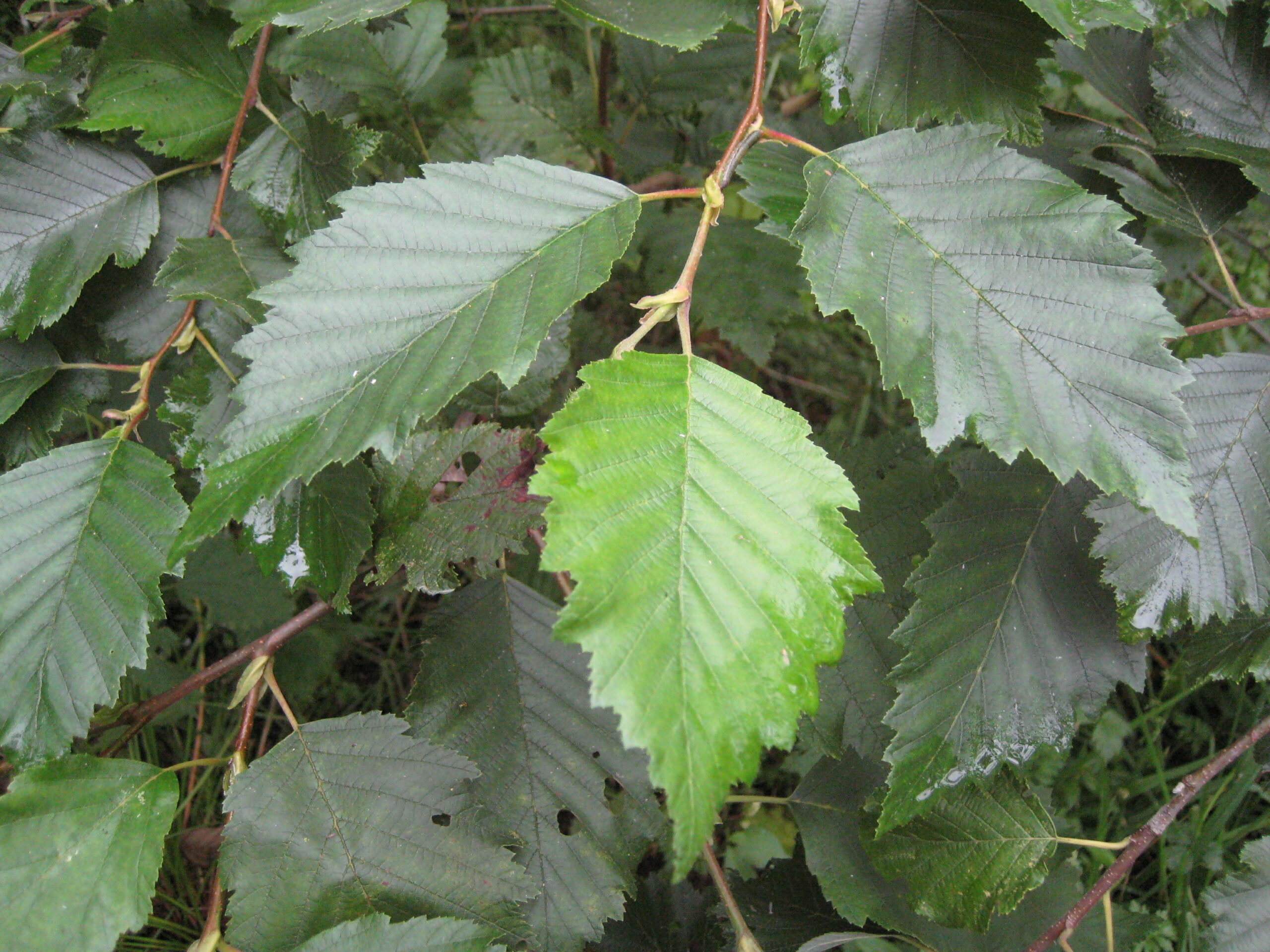 are-alder-trees-invasive