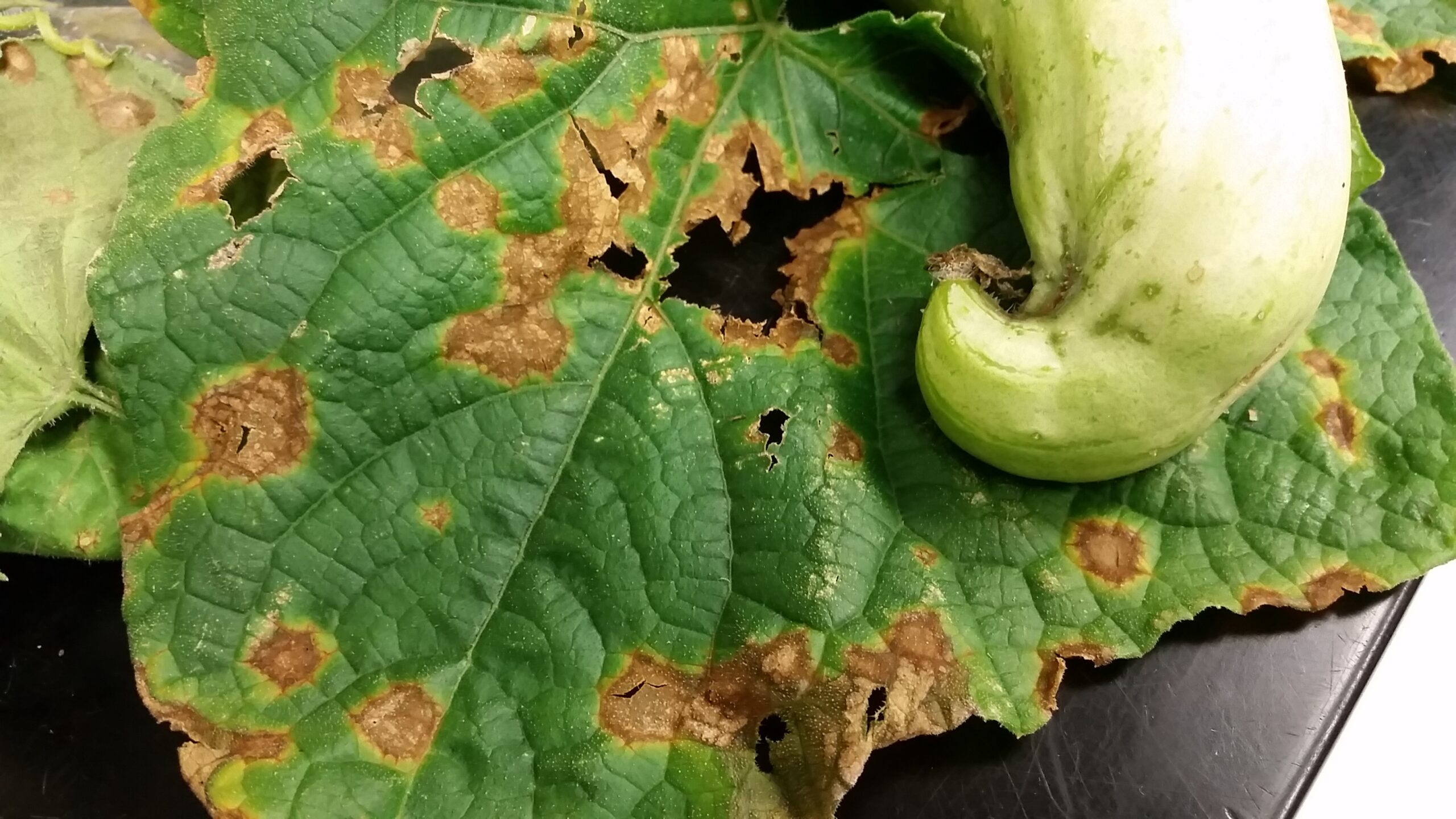 what-does-blight-look-like-on-pepper-plant