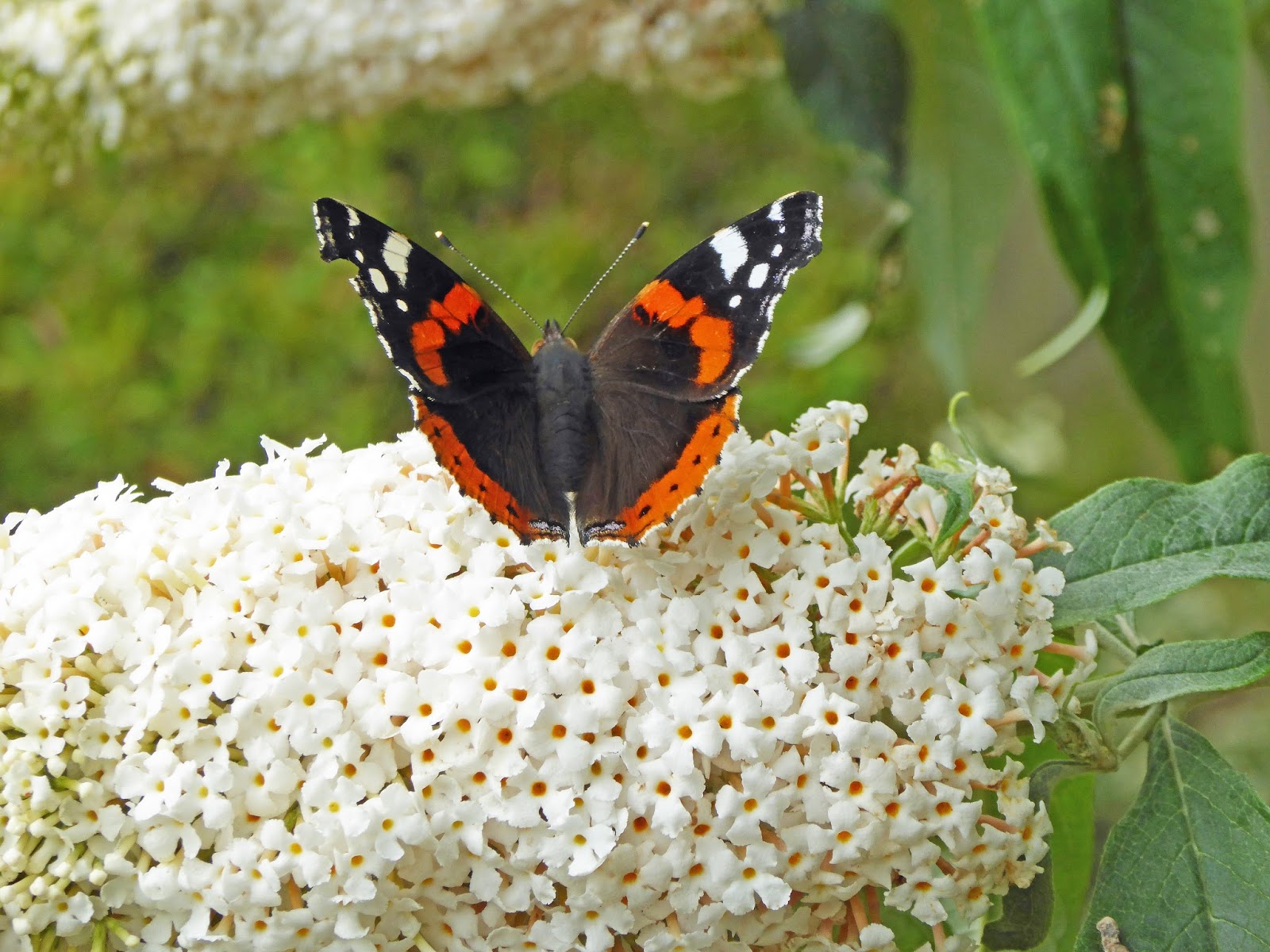 why-is-a-red-admiral-so-called