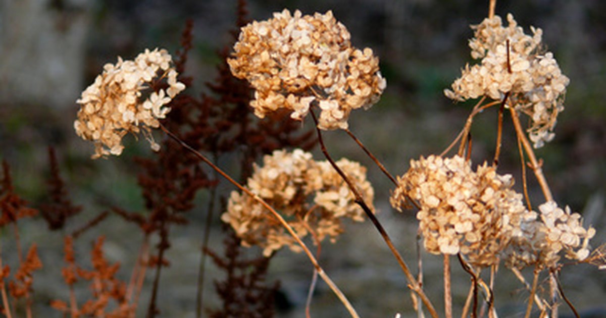 what-plants-should-not-be-deadheaded