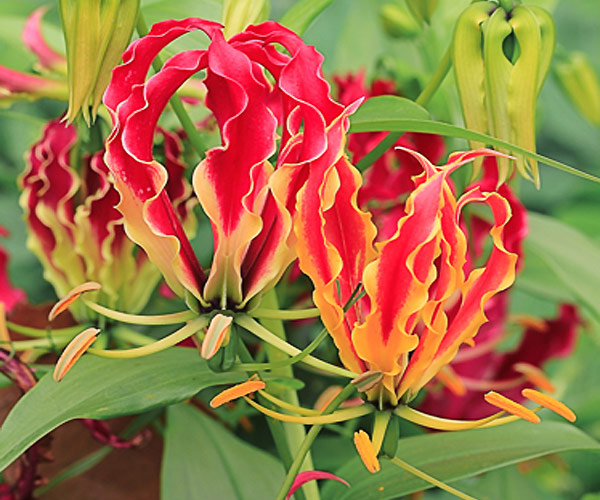 Are flame lilies rare?