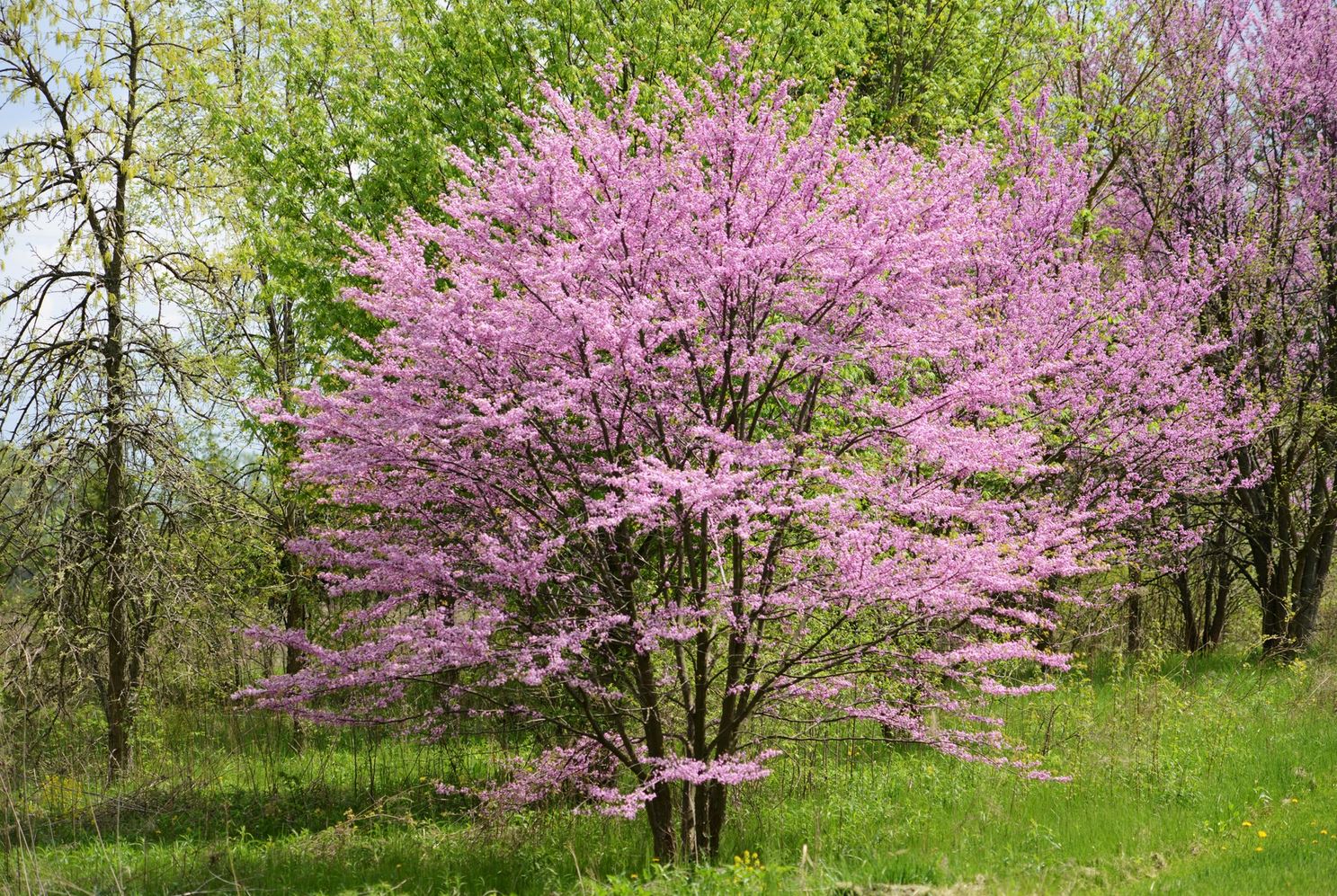 What is the most popular ornamental tree?