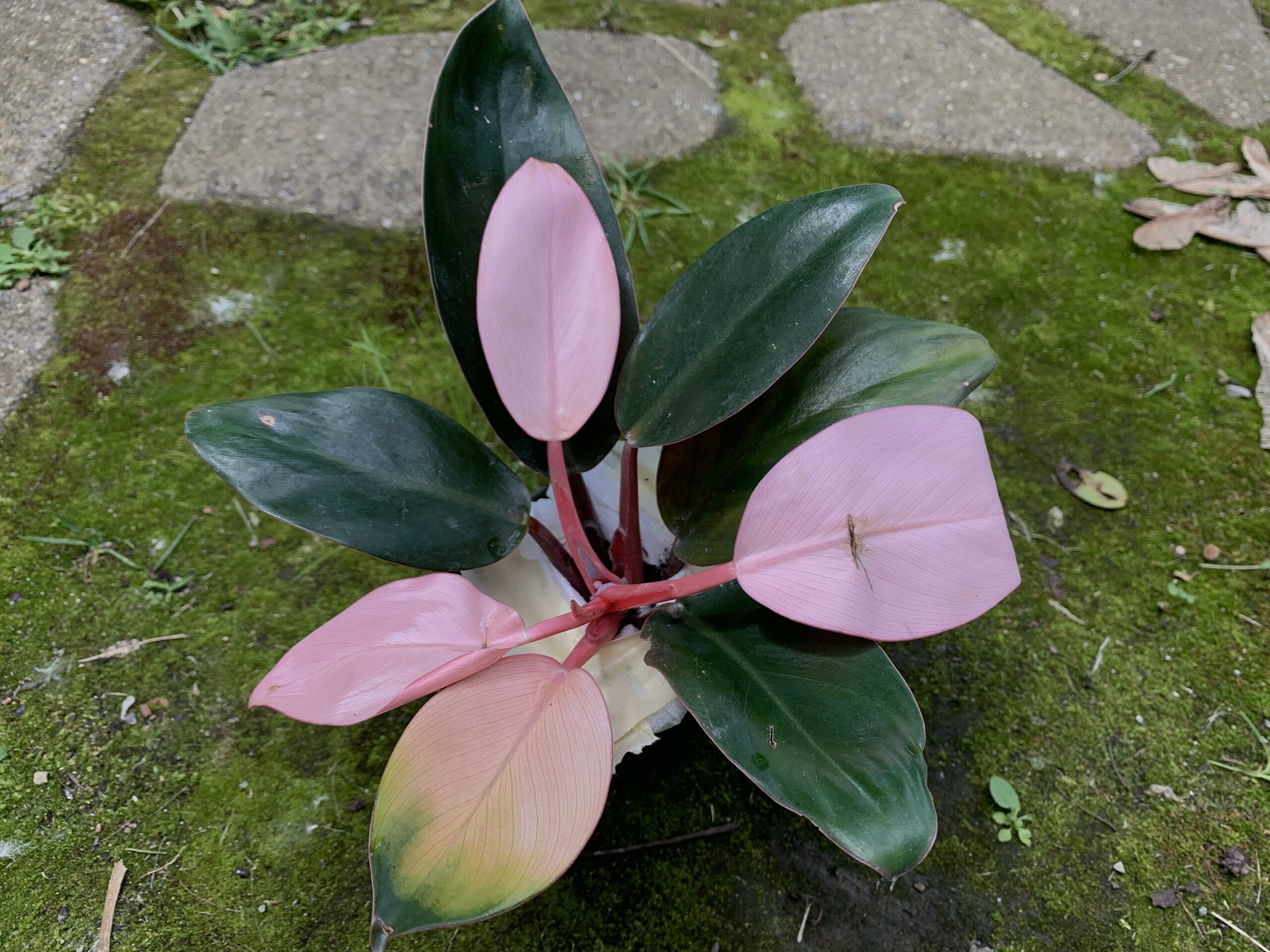 what-is-a-pink-princess-philodendron