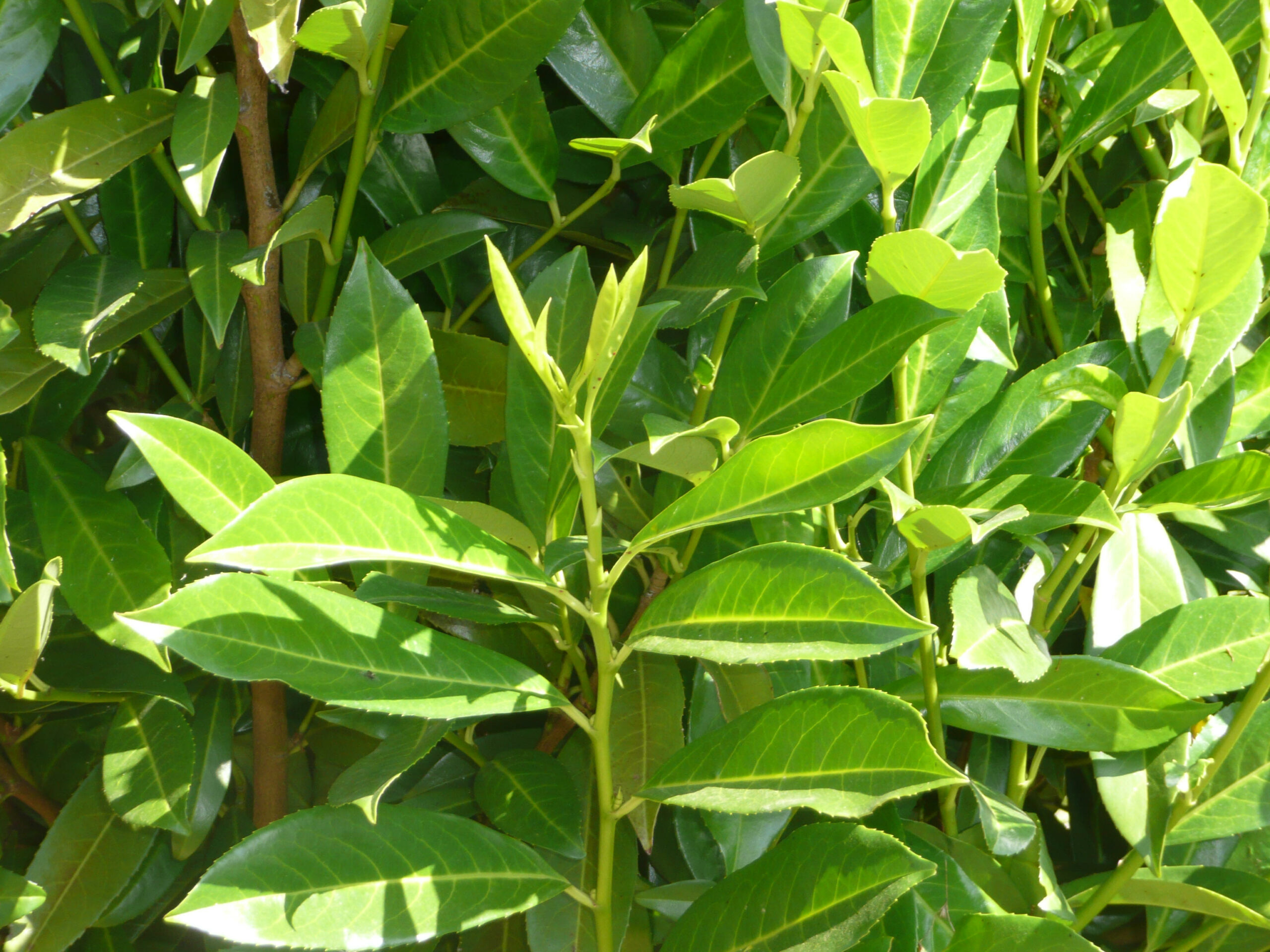 versatile-west-indian-bay-leaf-twigs-naturals