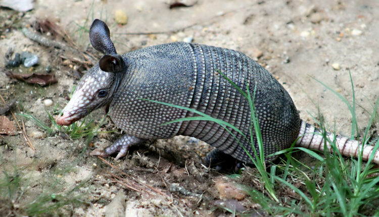 What is the best armadillo repellent?