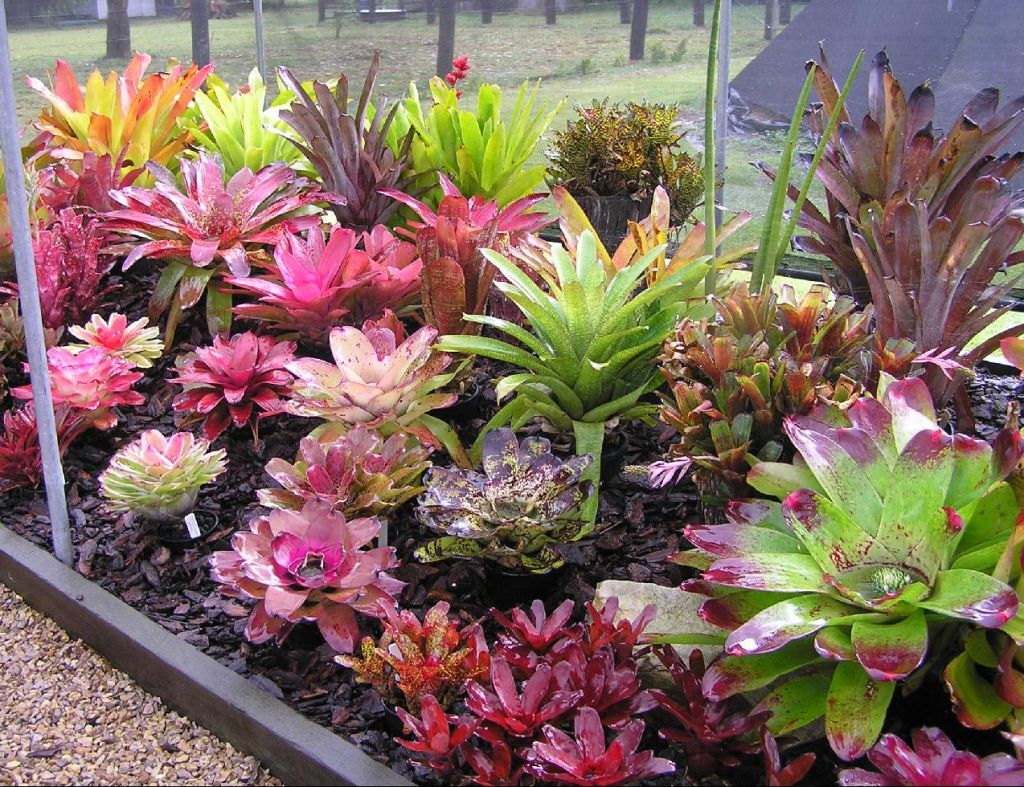 where-is-the-best-place-to-plant-bromeliads