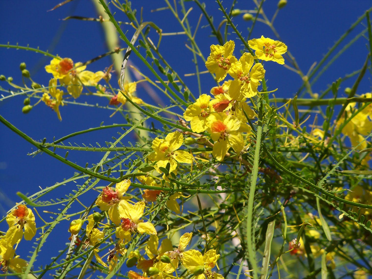 what-is-a-plant-called-that-blooms-twice-a-year