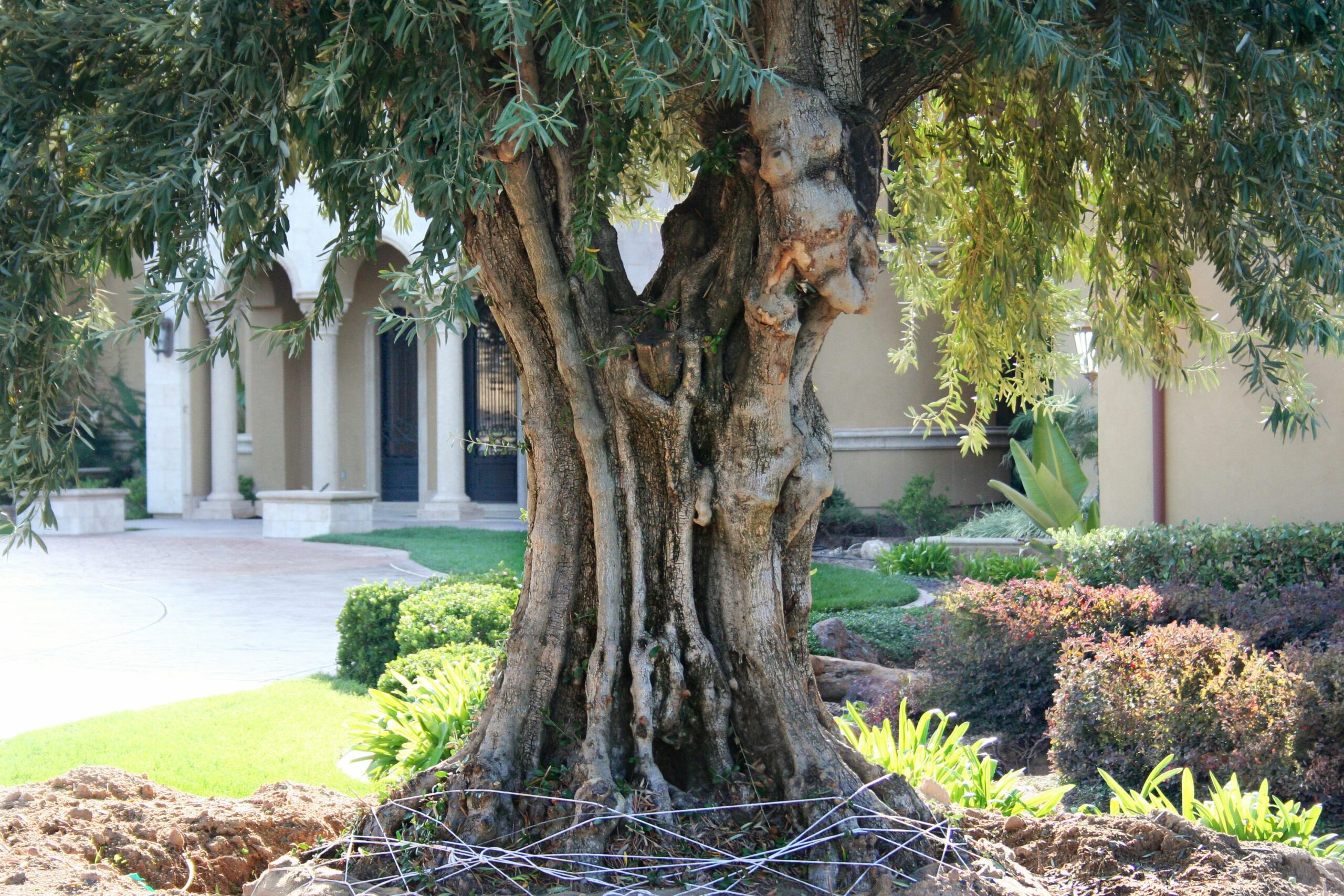 how-big-is-a-5-year-old-olive-tree