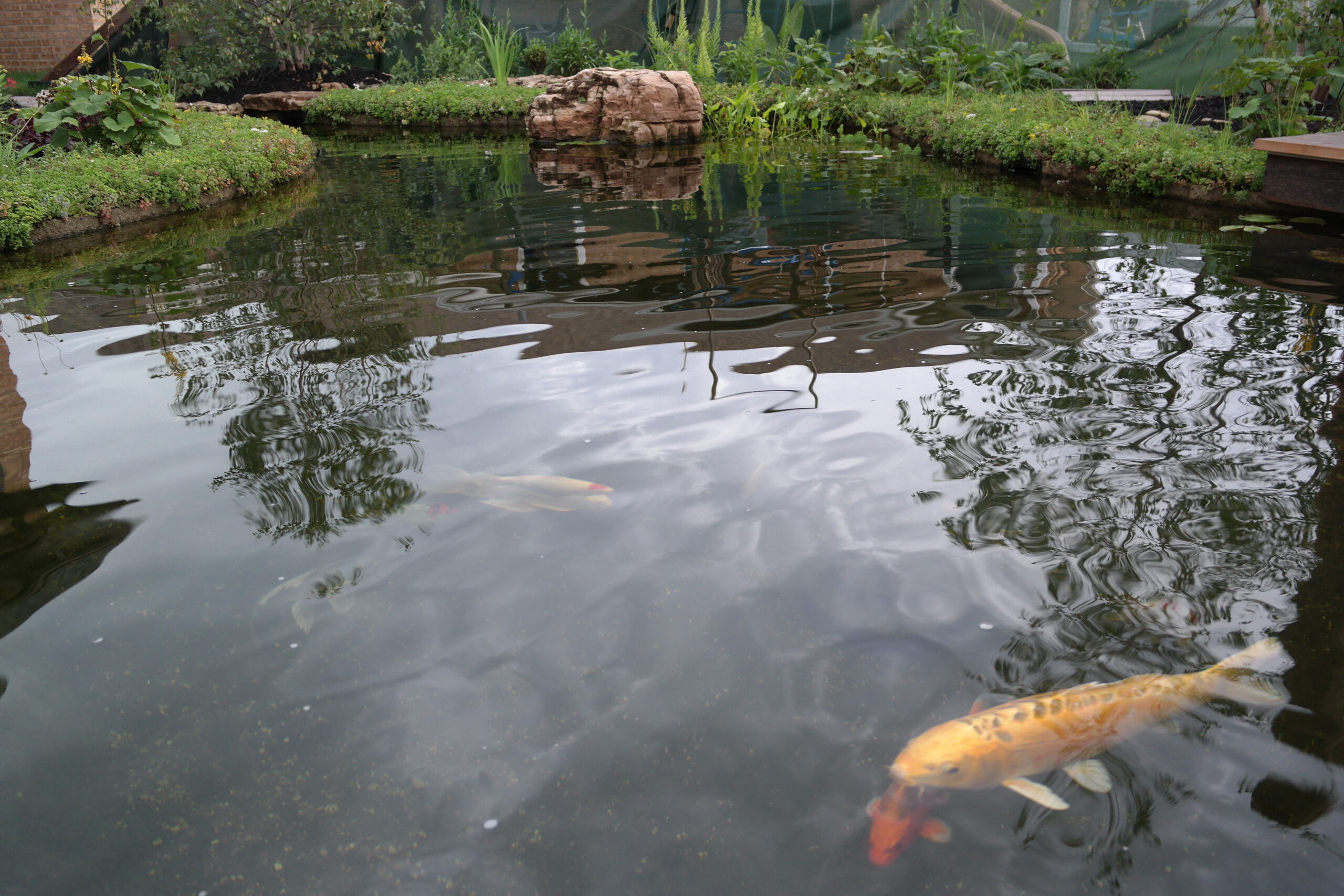 How Deep Should A Crawfish Pond Be 