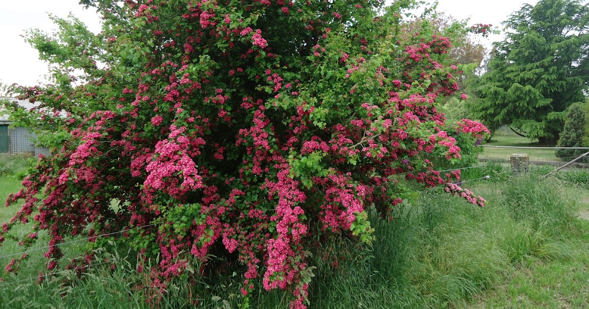 is-a-hawthorn-tree-a-may-tree