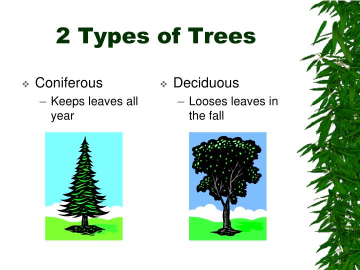 what-are-the-3-main-types-of-trees