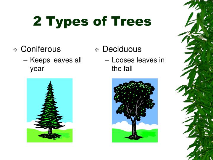 What Are The 3 Main Types Of Trees 