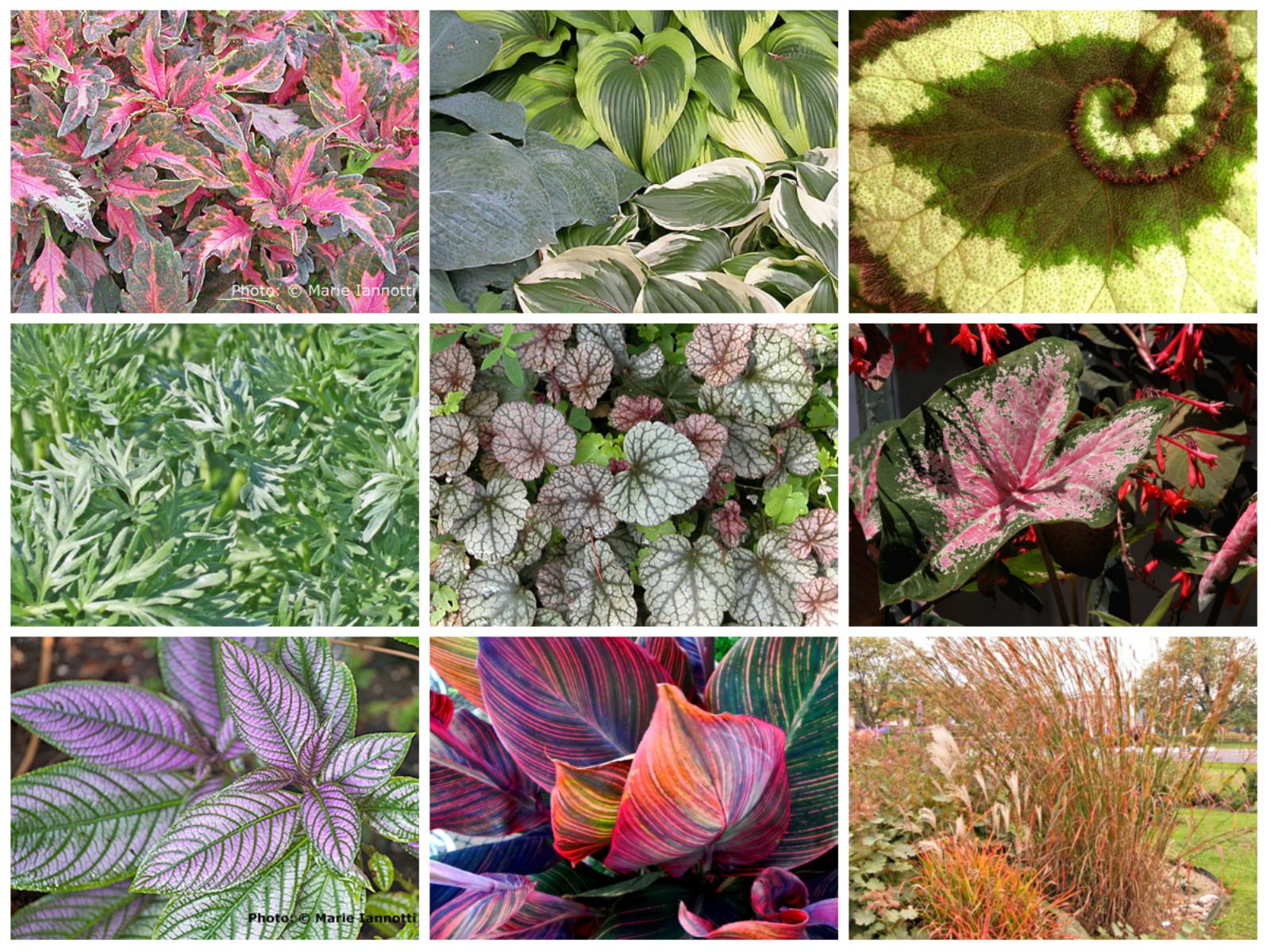 what-are-the-types-of-foliage