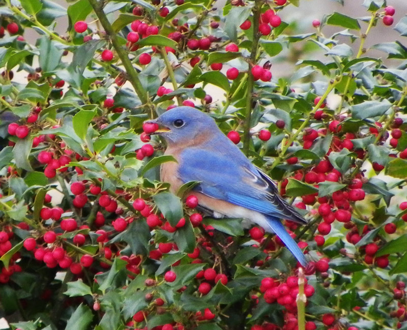 what-animal-eats-holly-berries