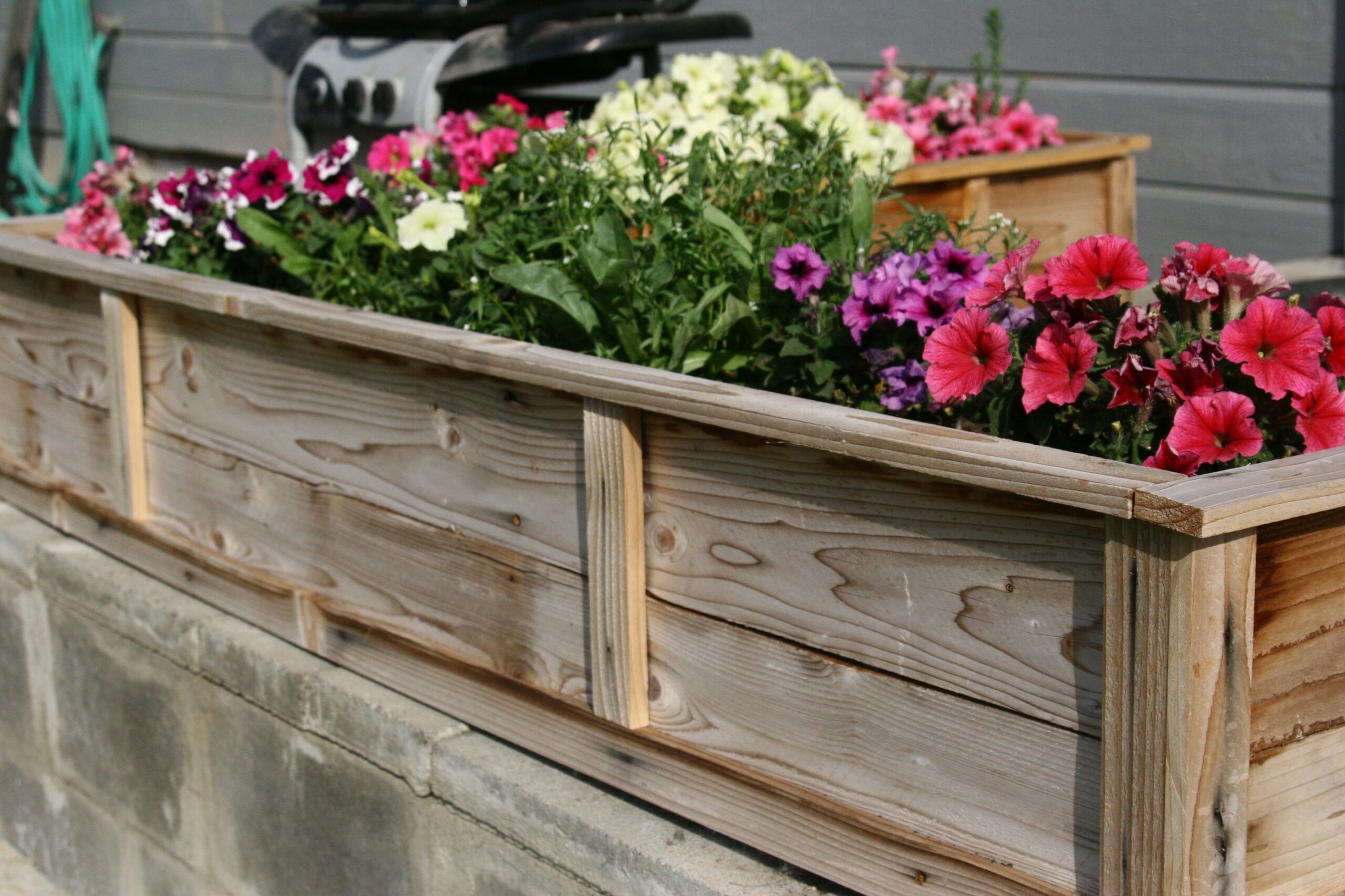 what-do-you-put-in-a-patio-planter