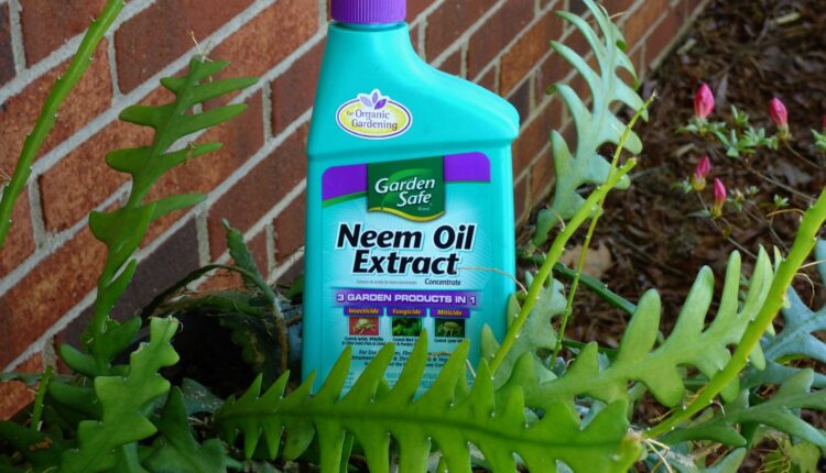 Is neem oil safe for fruits and vegetables?