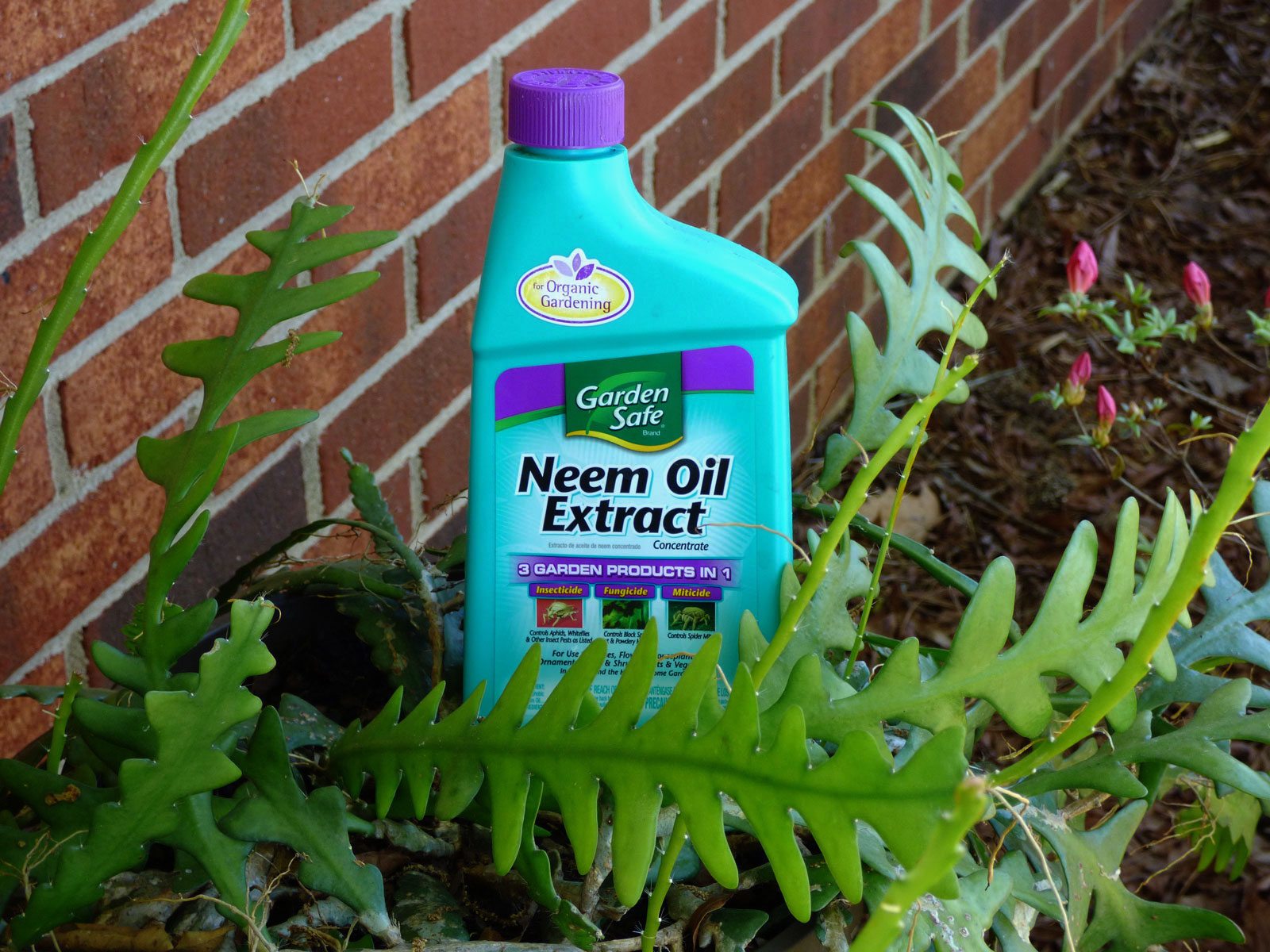 is-neem-oil-safe-for-fruits-and-vegetables