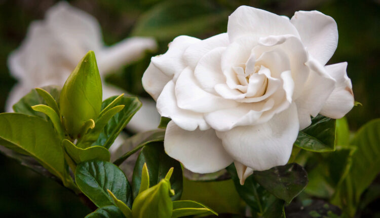 what-time-of-year-do-you-plant-gardenias