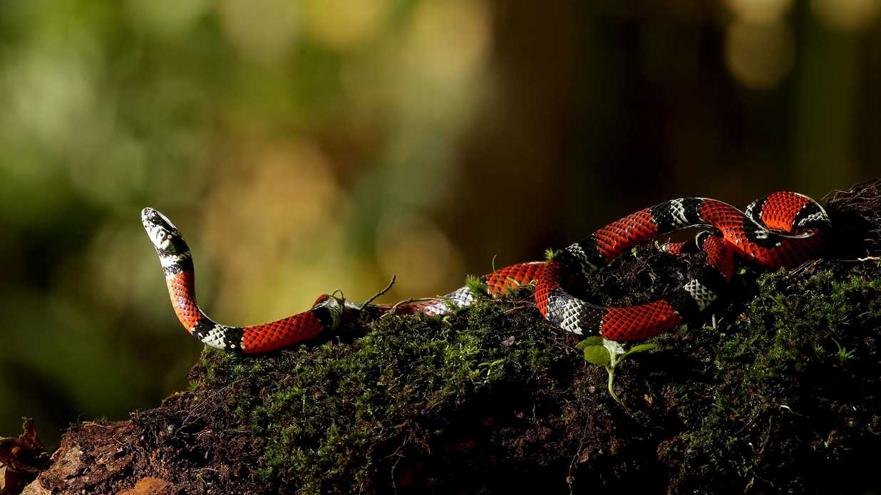 what-attracts-snakes-to-your-house