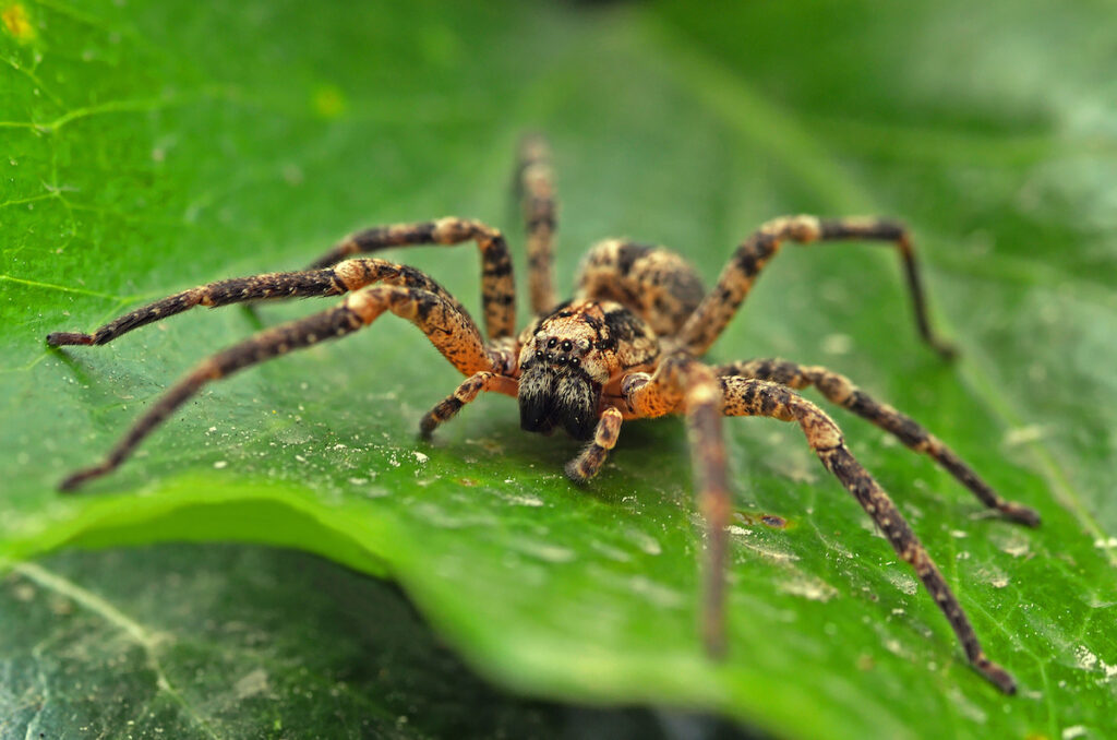 are-pine-spiders-poisonous