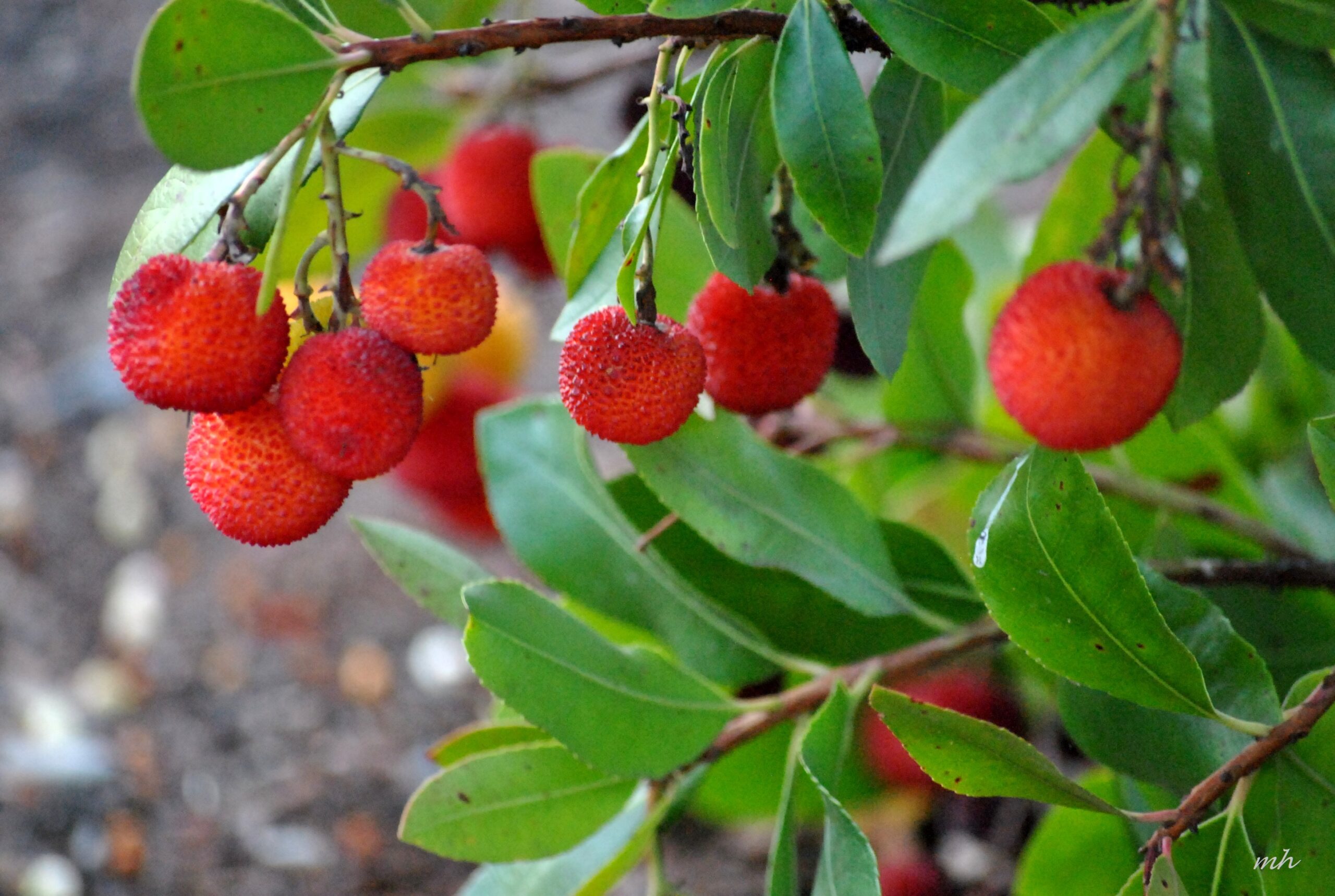 what-is-the-fruit-of-a-strawberry-tree-called