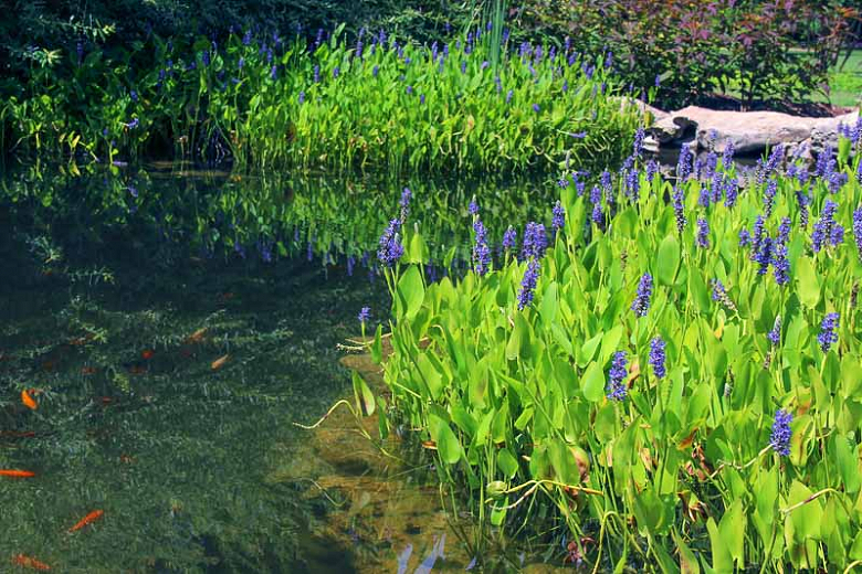 how-do-you-plant-pickerel-weed-seeds