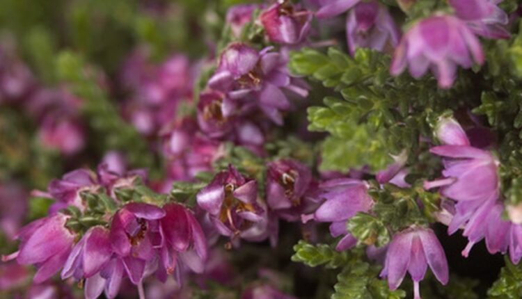 What temperature can Mexican heather tolerate?