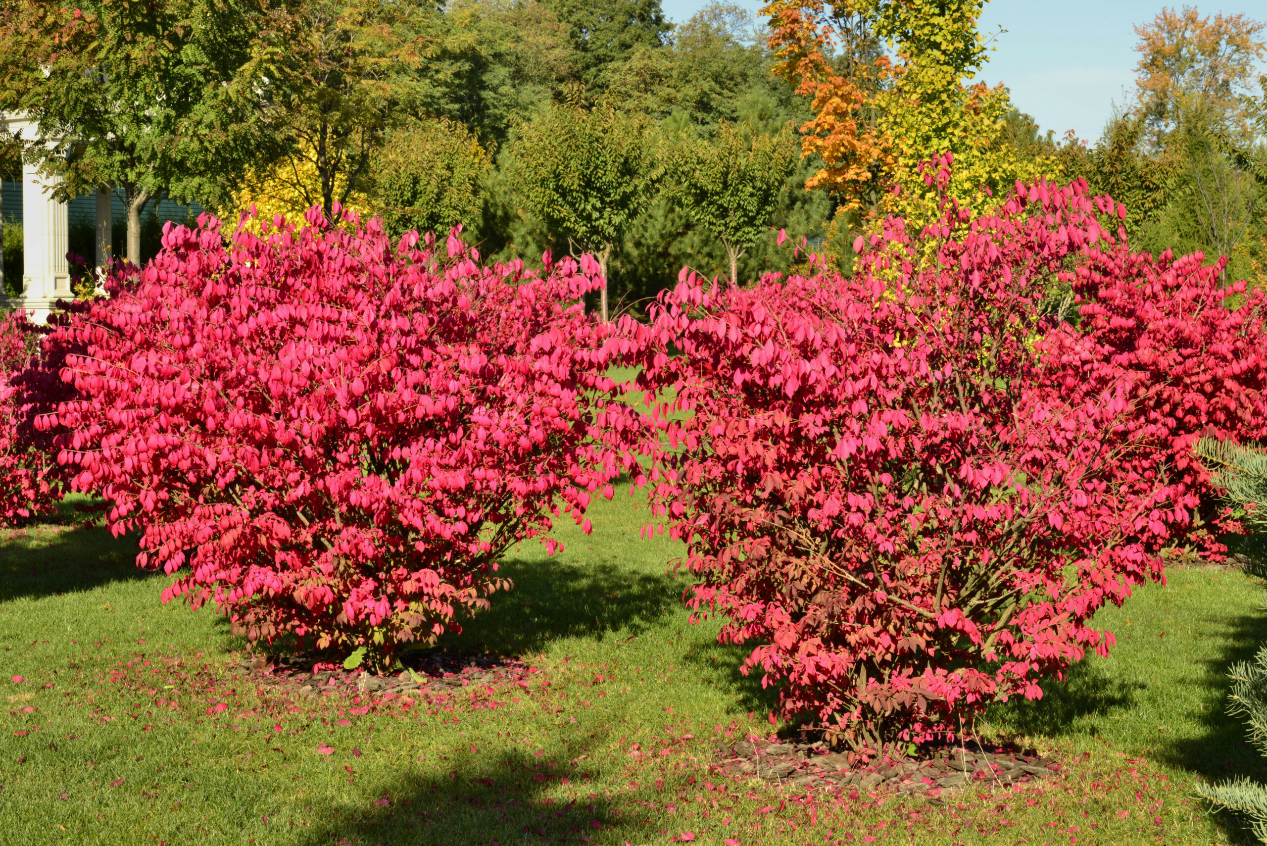 What Does Burning Bush Mean In French