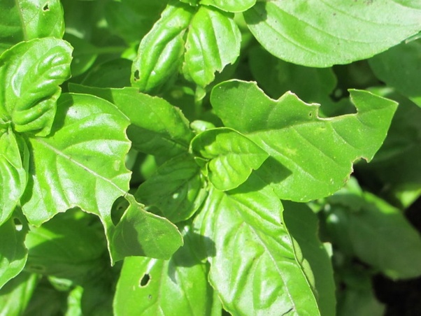 how-do-i-keep-caterpillars-from-eating-my-basil