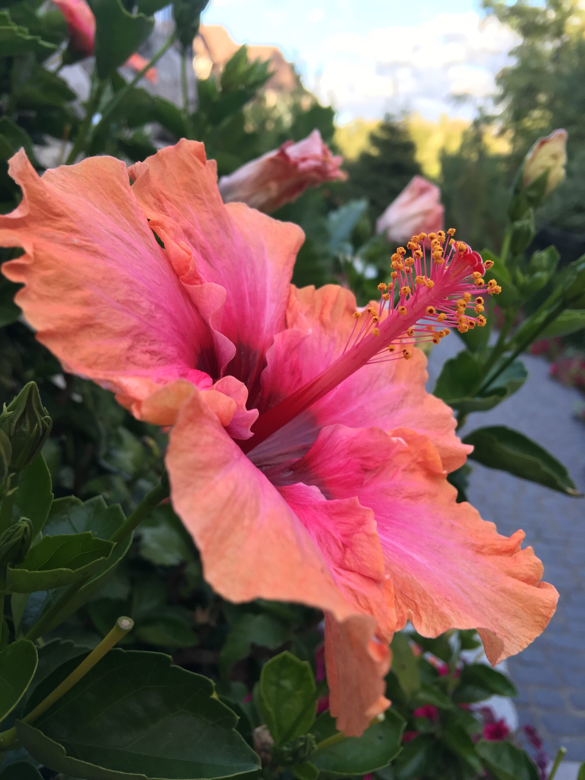 what-can-i-feed-my-hibiscus-to-bloom