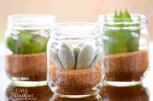 Mini succulent jars