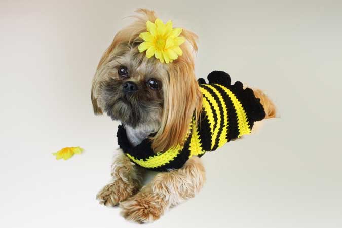dog bee costume