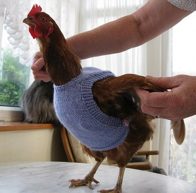 DIY Knitted Chicken Sweater