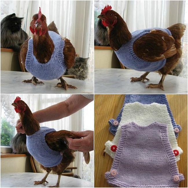 Knitted Chicken Sweater