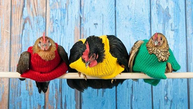 Upgrade Your Hen's Winter Wardrobe With Knit Sweaters Coop Trends: Cute and Colorful Knit Chicken Sweaters