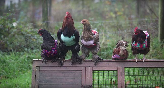 The rescued chicken is wearing a jumper