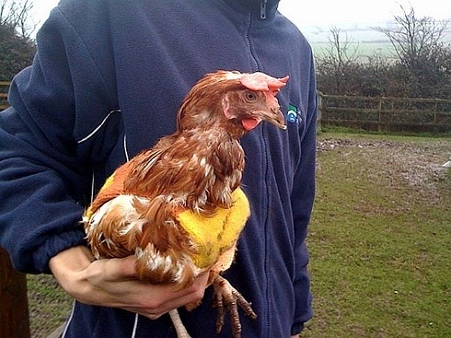 knitted pullover for your hen
