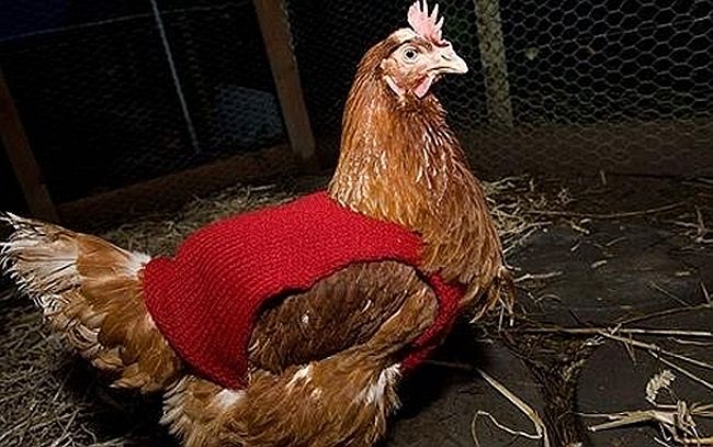Warm Hand Knitted Chicken Sweater