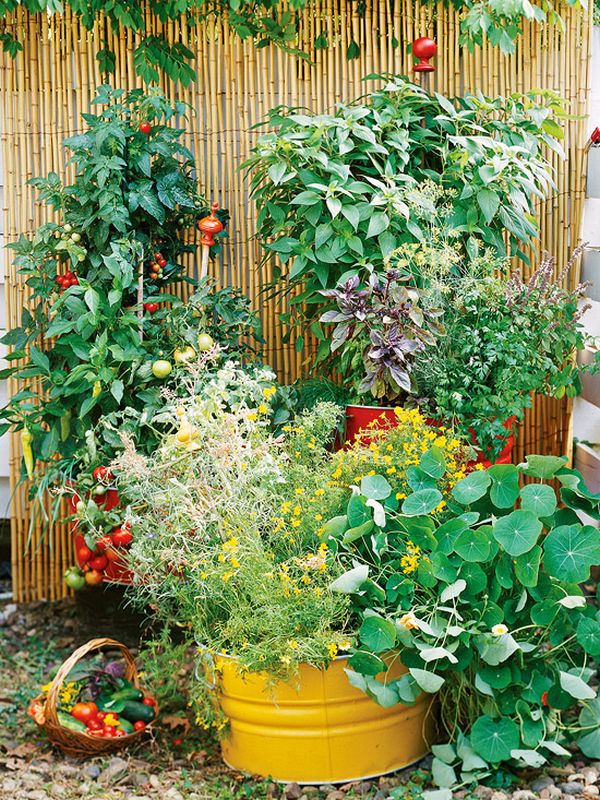 Vegetable garden at home - ideas