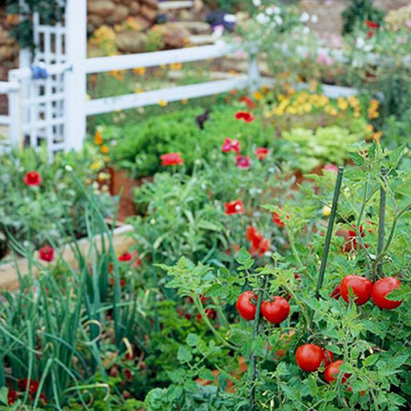 Fresh Vegetable Garden - Tomatoes, Onions