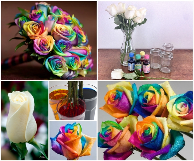 Rainbow Rose F